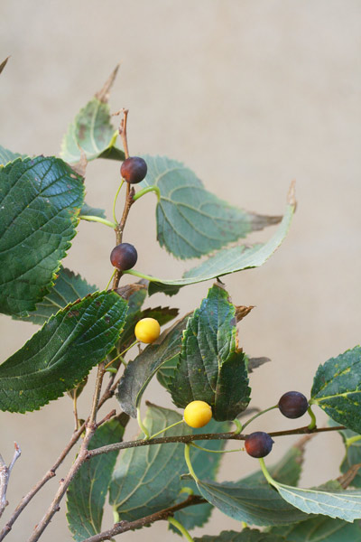 Celtis australis, Bagolaro, Spaccasassi, Cigraxia, Soliacra, Sugraxa, Suriaka, Surzaga, Urriake