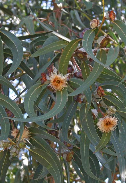 Eucalyptus globulus, Eucalipto di Tasmania,Eucalittu, Ocalittu, Ocaritti, Ocarittu, Ucarittu