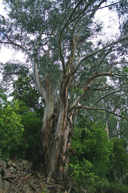 Eucalyptus globulus, Eucalipto di Tasmania,Eucalittu, Ocalittu, Ocaritti, Ocarittu, Ucarittu