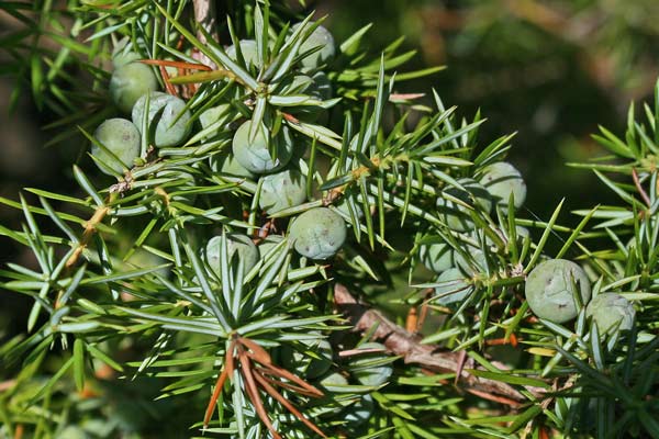 Juniperus communis, Ginepro comune, Ginepru, Innipiri, Sabina, Thinniberu, Zinniberi, Zinnibiri, Zinnibiri de monte