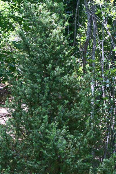 Juniperus communis, Ginepro comune, Ginepru, Innipiri, Sabina, Thinniberu, Zinniberi, Zinnibiri, Zinnibiri de monte