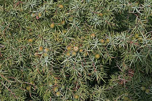 Juniperus oxycedrus subsp. deltoides, Ginepro ossicedro, Ghiniperu, Innipiri, Nibaru, Zinnibiri