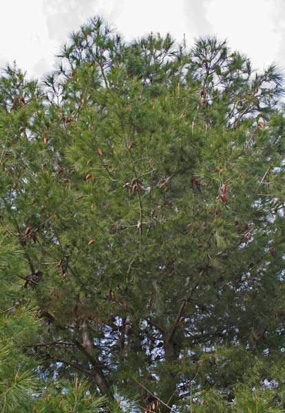Pinus halepensis, Pino d'Aleppo, Cumpingiu burdu, Oppinu, Oppinu burdu