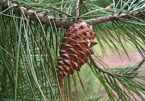 Pinus pinaster, Pino marittimo,Cumpingiu burdu, Oppinu, Pinu