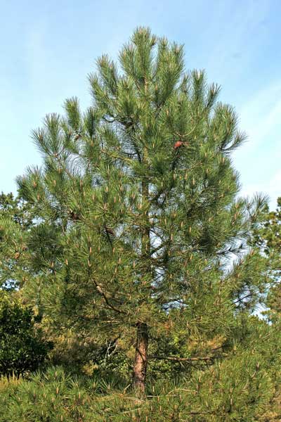 Pinus pinaster, Pino marittimo, Cumpingiu burdu, Oppinu, Pinu