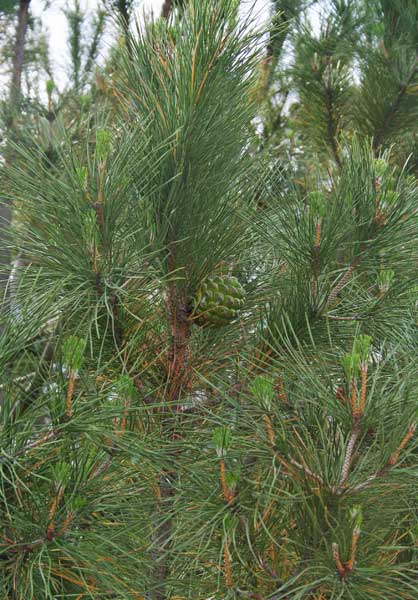 Pinus pinea, Pino da pinoli, Pino domestico, Cumpingiu, Pinu