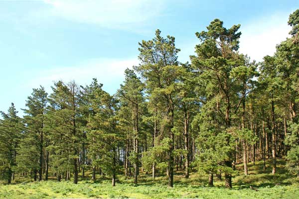 Pinus radiata, Pino insigne, P. di Monterey, Pinu