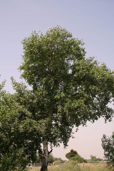 Populus alba, Pioppo bianco, Costhiarvu, Fustialbu, Fustiarvu, Linna bianca, Linnarbu, Ustiarvu