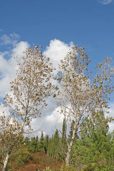 Populus x canadensis, Pioppo del Canadà, Linnarbu