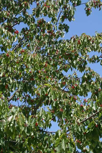Prunus avium, Ciliegio, Ariasa agreste, Cariasa, Cerexia aresti, Cerexia burda, Cerexia imbriaga, Ghinda