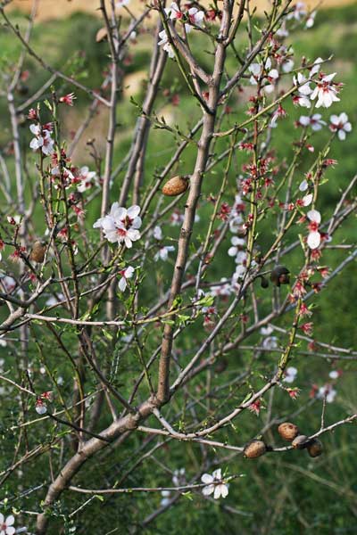 Prunus dulcis, Mandorlo, Amendola, Amendula, Cuccuia, Mella, Mendua, Menduledda, Mendurla, Mindula, Mendula, Mendura