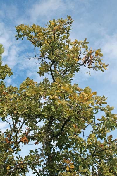 Quercus pubescens, Quercia pubescente, Roverella, Arroli, Chelcu, Chercu, Creccu, Orroele, Orroli, Ruara, Ruvura