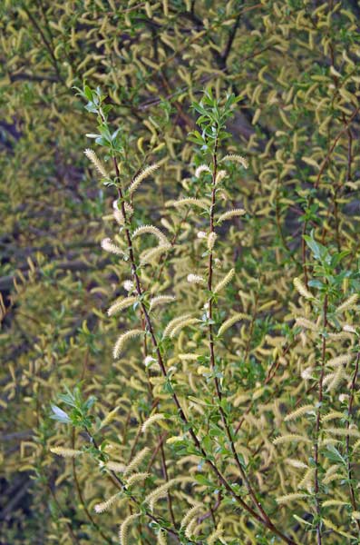 Salix alba, Salice bianco, Salighe, Salike, Salixi, Salligi, Sarpa, Srapa, Vesthiga