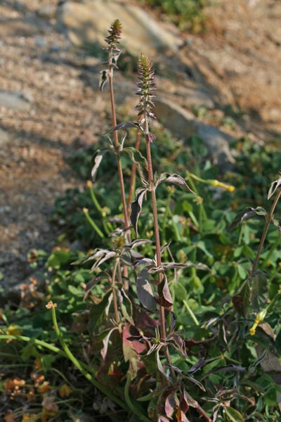 Achyranthes sicula, Achirante siciliana