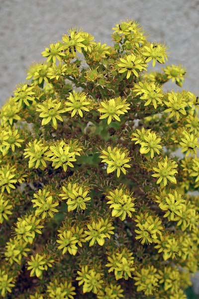 Aeonium arboreum, Semprevivo arborescente