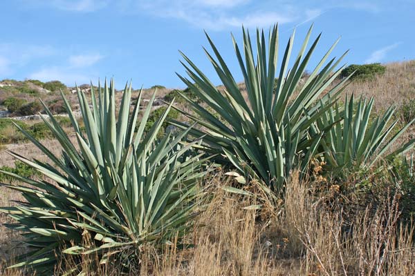 Agave fourcroydes, Agave henequen