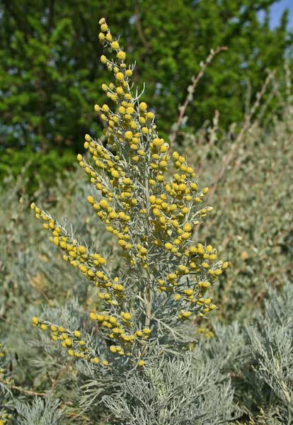 Artemisia arborescens, Assenzio arbustivo, Assentu, Assenzu, Athetu, Attentu, Senzu