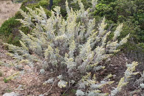 Artemisia arborescens, Assenzio arbustivo, Assentu, Assenzu, Athetu, Attentu, Senzu