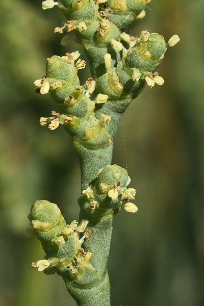 Arthrocaulon macrostachyum, Salicornia glauca, Sussuini