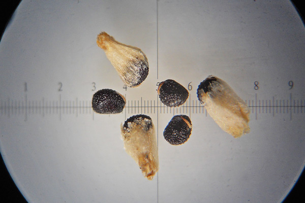 Arthrocaulon macrostachyum, Salicornia glauca, Sussuini