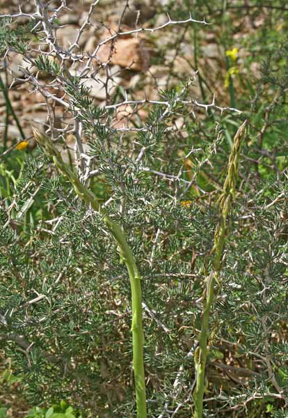 Asparagus albus,Asparago bianco, Sparau biancu, Sparau mascu