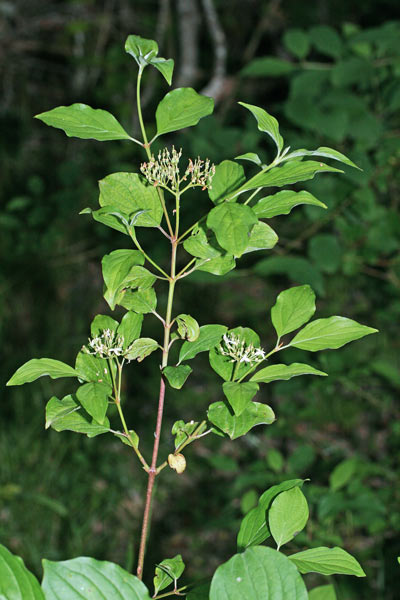 Cornus sanguinea subsp. hungarica, Corniolo sanguinello, Sanguinella, Erba de sambini, Erba de sanguni