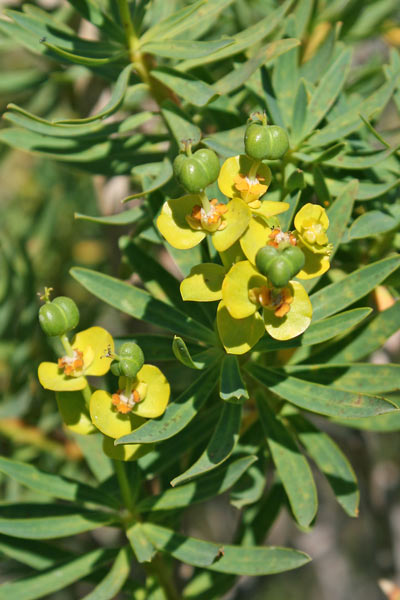 Euphorbia dendroides, Euforbia arborescente, Lattorigu di monti, Lua, Luba de monte, Runza de monte, Sculacacca