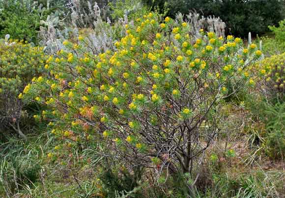 Euphorbia dendroides, Euforbia arborescente, Lattorigu di monti, Lua, Luba de monte, Runza de monte, Sculacacca