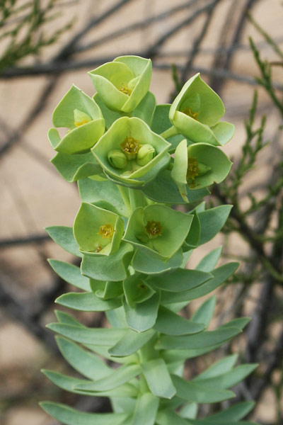 Euphorbia paralias, Euforbia marittima, Battiuriga, Cacalettu, Lattorighe, Runtza