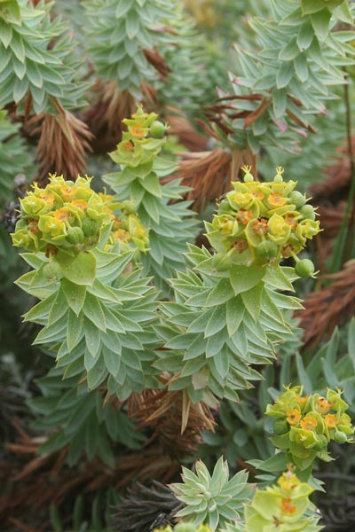 Euphorbia pithyusa, Euforbia delle Baleari, Caccalettu, Lattorighe, Runtza