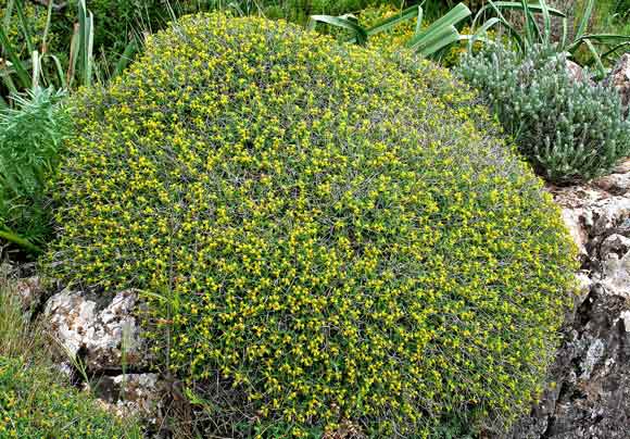 Euphorbia spinosa, Euforbia spinosa, Frori de spina, Lattorighe