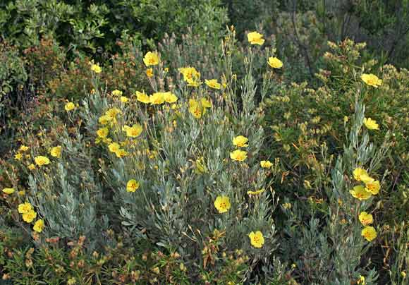 Halimium halimifolium, Cisto giallo, Cisto alimo, Mucciu biancu, Murdegu alimu, Murdegu biancu