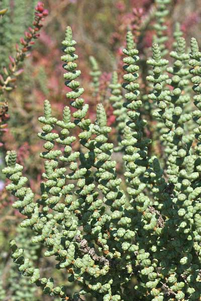 Halocnemum cruciatum, Salicornia crociata, Salicornia strobilacea, Sossoini, Sussuini