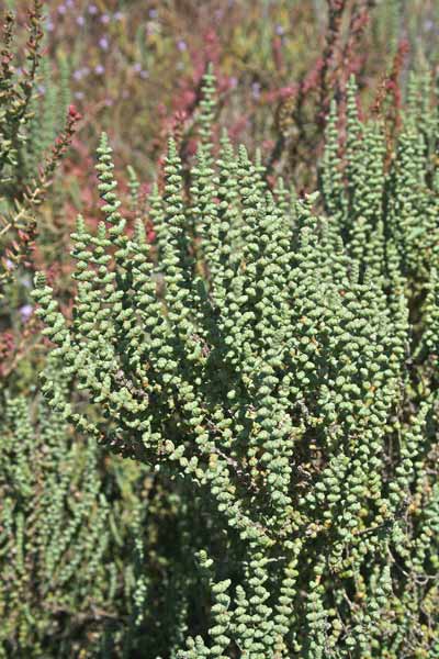 Halocnemum cruciatum, Salicornia crociata, Salicornia strobilacea, Sossoini, Sussuini