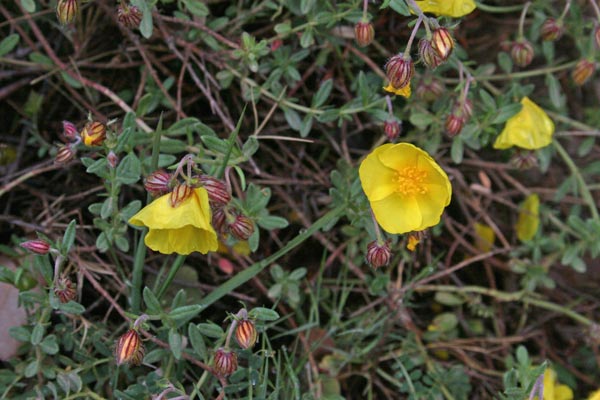 Helianthemum croceum, Eliantemo color zafferano