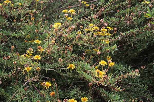 Limbarda crithmoides subsp. longifolia, Enula bacicci, Erba pudescia, E. pudida