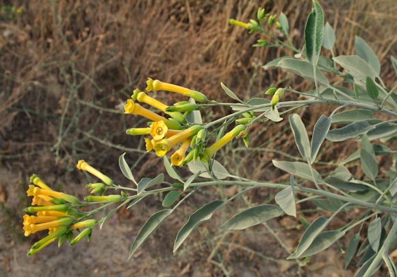 Nicotiana glauca, Tabacco arboreo, Tabacco glauco, Scova de forru, Tabaccu burdu, flora Sardegna