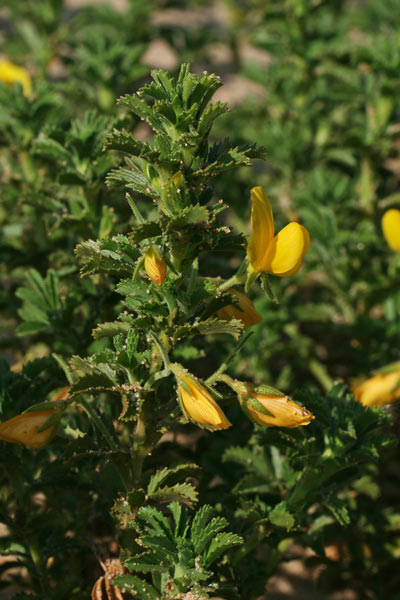 Ononis natrix subsp. ramosissima, Ononide bacaja, Erba appiccigosa, Ginestra falsa