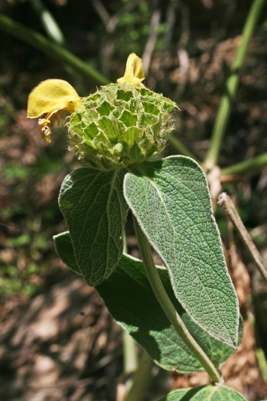 Phlomis fruticosa, Salvione giallo