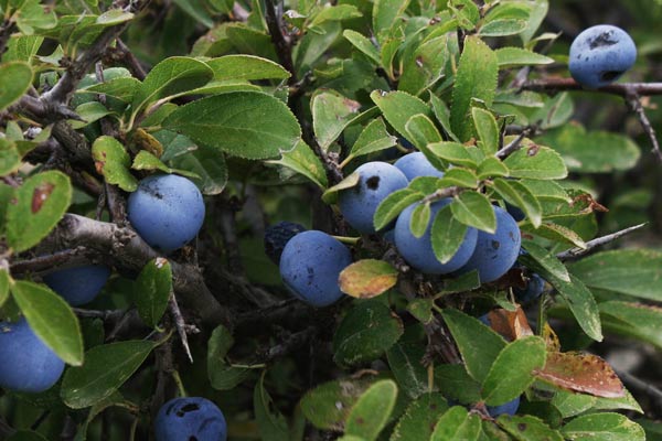Prunus spinosa, Prugnolo, Pruno selvatico, Annagiu, Pronitza, Prugnola, Pruna aresti, Prunitza, Prunitzedda, Prunixedda
