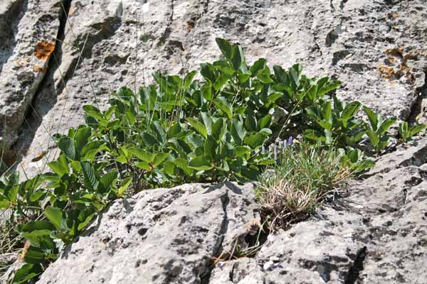 Rhamnus alpina, Ranno alpino, Pibireddu