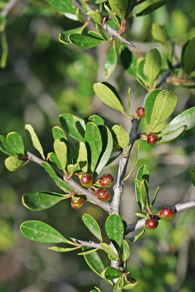 Rhamnus lycioides subsp. oleoides, Ranno a foglie d'olivo
