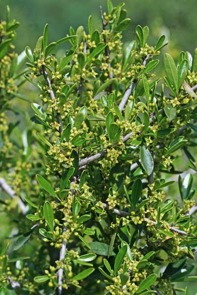 Rhamnus lycioides subsp. oleoides, Ranno a foglie d'olivo