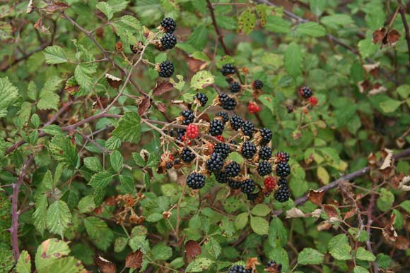 Rubus ulmifolius, Rovo da more, Amura, Arru, Arruaxiu, Lama, Mura, Orrù, Rubu, Rueddu