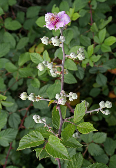 Rubus ulmifolius, Rovo da more, Amura, Arru, Arruaxiu, Lama, Mura, Orrù, Rubu, Rueddu
