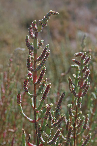 Salicornia fruticosa, Salicornia fruticosa, Sussuini