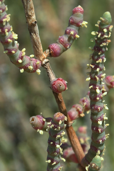 Salicornia fruticosa, Salicornia fruticosa, Sussuini