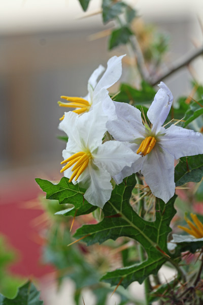 Solanum sisymbriifolium, Morella a foglie di sisimbrio, Pomodoro Litchi