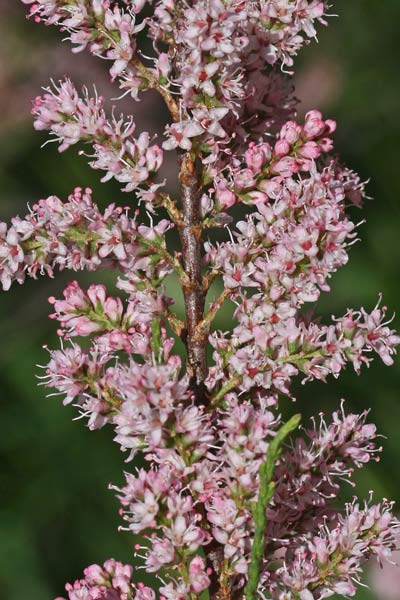 Tamarix parviflora, Tamerice a fiori piccoli, Tamariscu, Tramalittu, Tramatzu