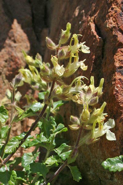 Teucrium flavum subsp. glaucum, Camedrio doppio, Camedrio giallo, Crammediu, Erba Bonnanaru